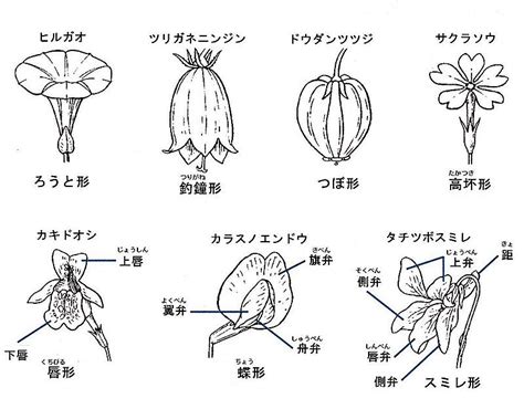 花形状|花の形（1）